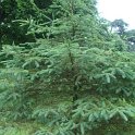 Picea glauca